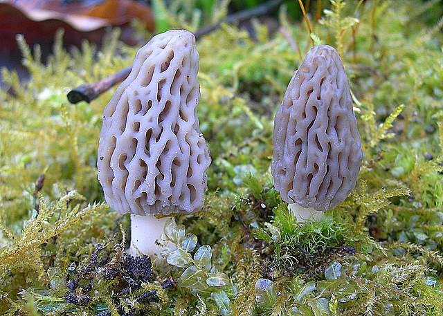 Le prime specie primaverili